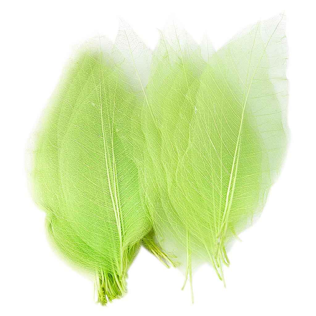 Natural Magnolia Skeleton Leaf Leaves Card Making Scrapbooking Embellishments Craft Supplies Green Pack Of 50PCS