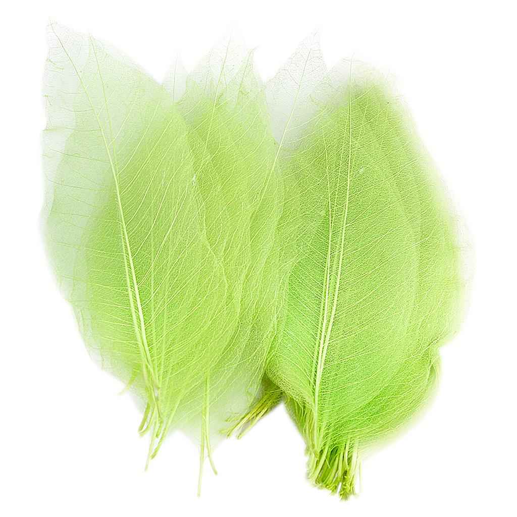 Natural Magnolia Skeleton Leaf Leaves Card Making Scrapbooking Embellishments Craft Supplies Green Pack Of 50PCS