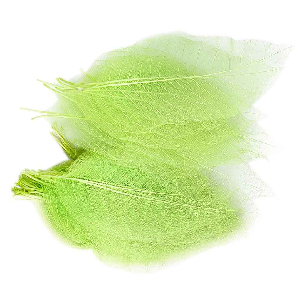 Natural Magnolia Skeleton Leaf Leaves Card Making Scrapbooking Embellishments Craft Supplies Green Pack Of 50PCS