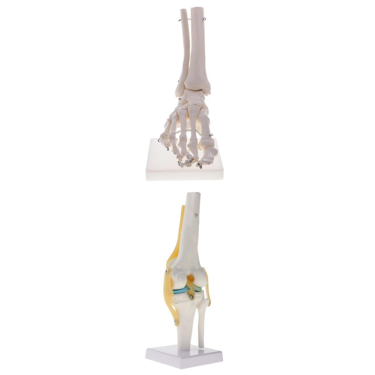 1:1 Human Knee Joint Skeleton +Human Skeleton Foot & Ankle Joint Model Kits
