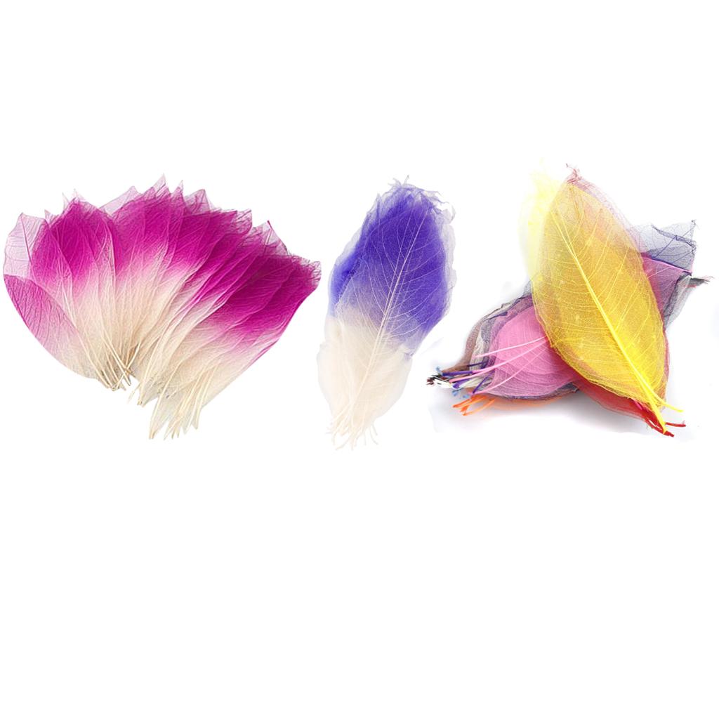 150pcs Natural Magnolia Skeleton Leaf Leaves for Card Making Scrapbooking