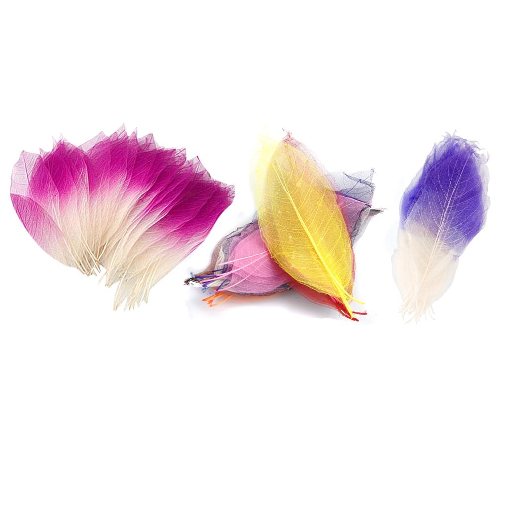150pcs Natural Magnolia Skeleton Leaf Leaves for Card Making Scrapbooking