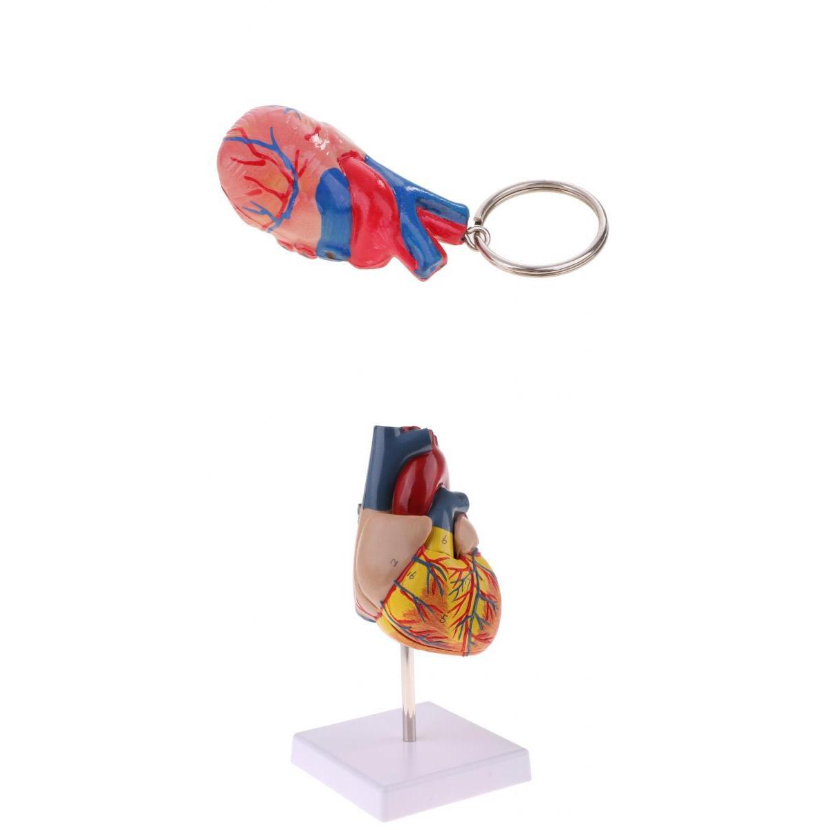 1:1 Human Heart Anatomical Model & Heart Keychain Anatomy Learning