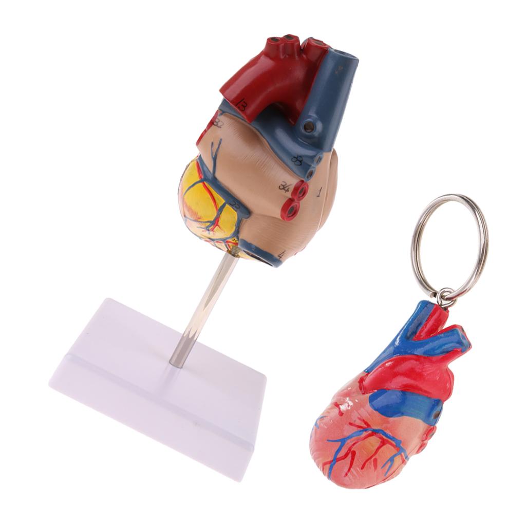 1:1 Human Heart Anatomical Model & Heart Keychain Anatomy Learning