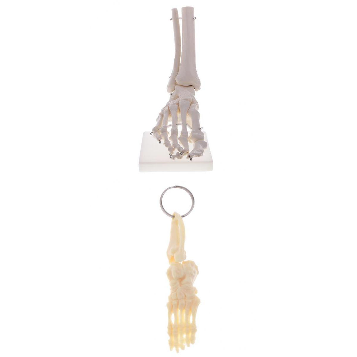1:1 Human Skeleton Foot and Ankle Joint Model + Human Foot Ankle Keychain