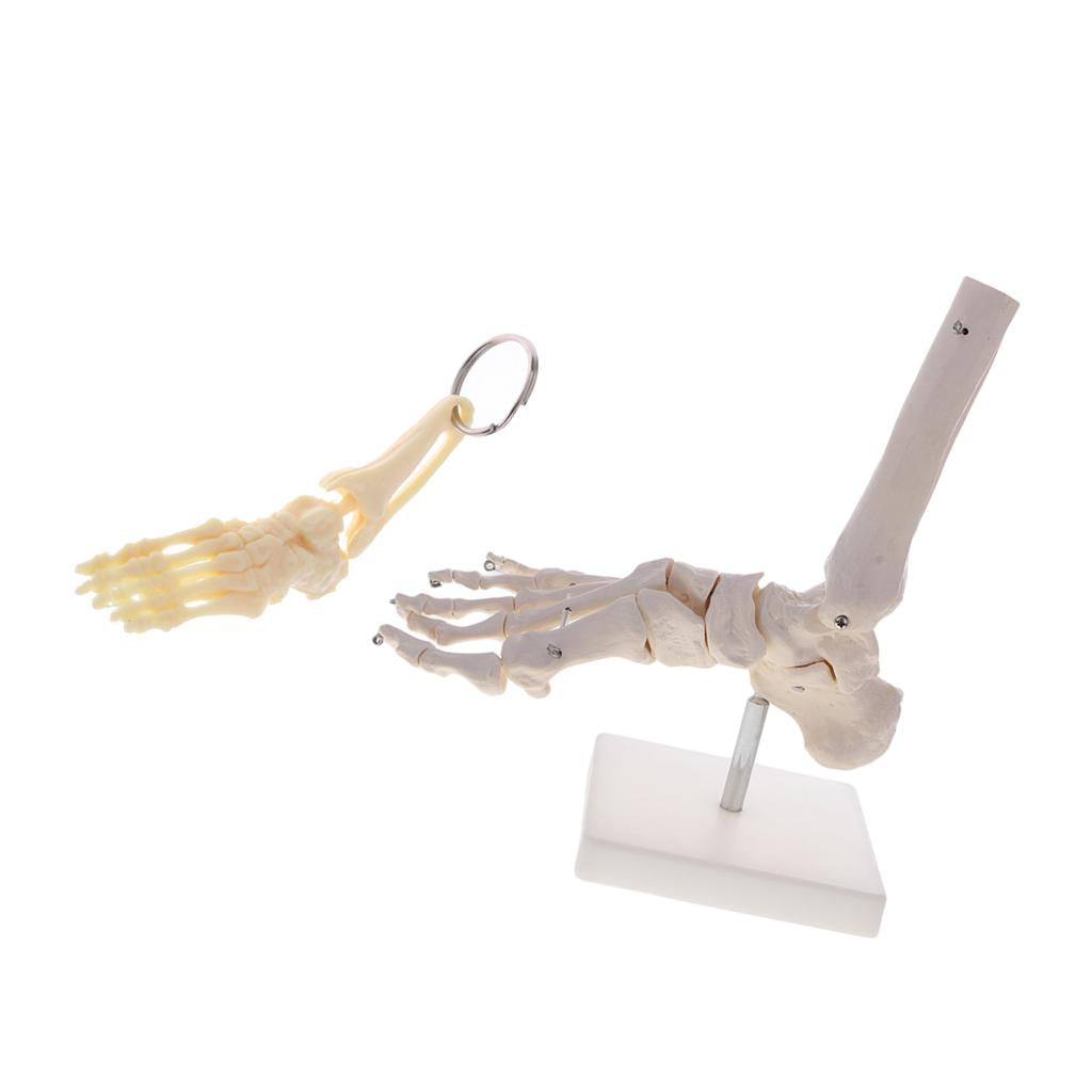 1:1 Human Skeleton Foot and Ankle Joint Model + Human Foot Ankle Keychain