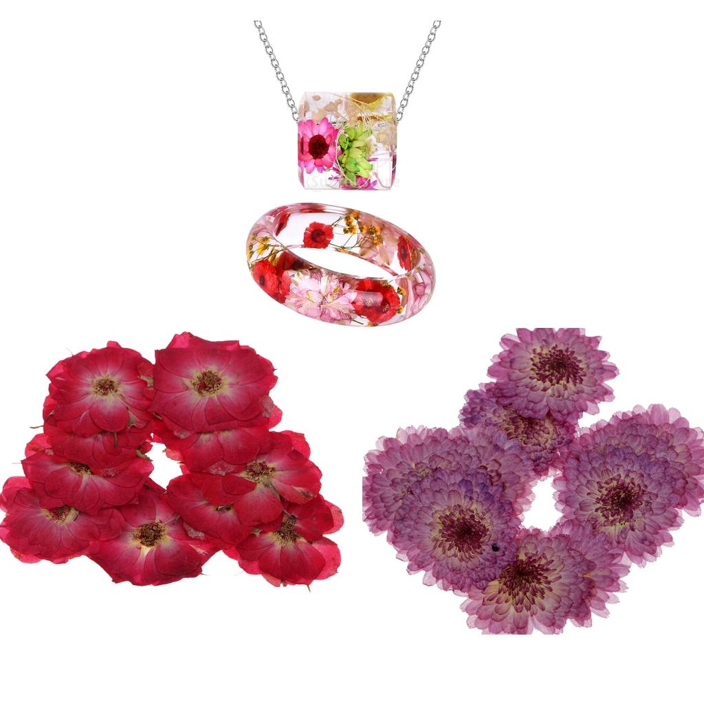 20 Pieces Pressed Dried Real Flower Purple Daisy & Red Rose for Card Making