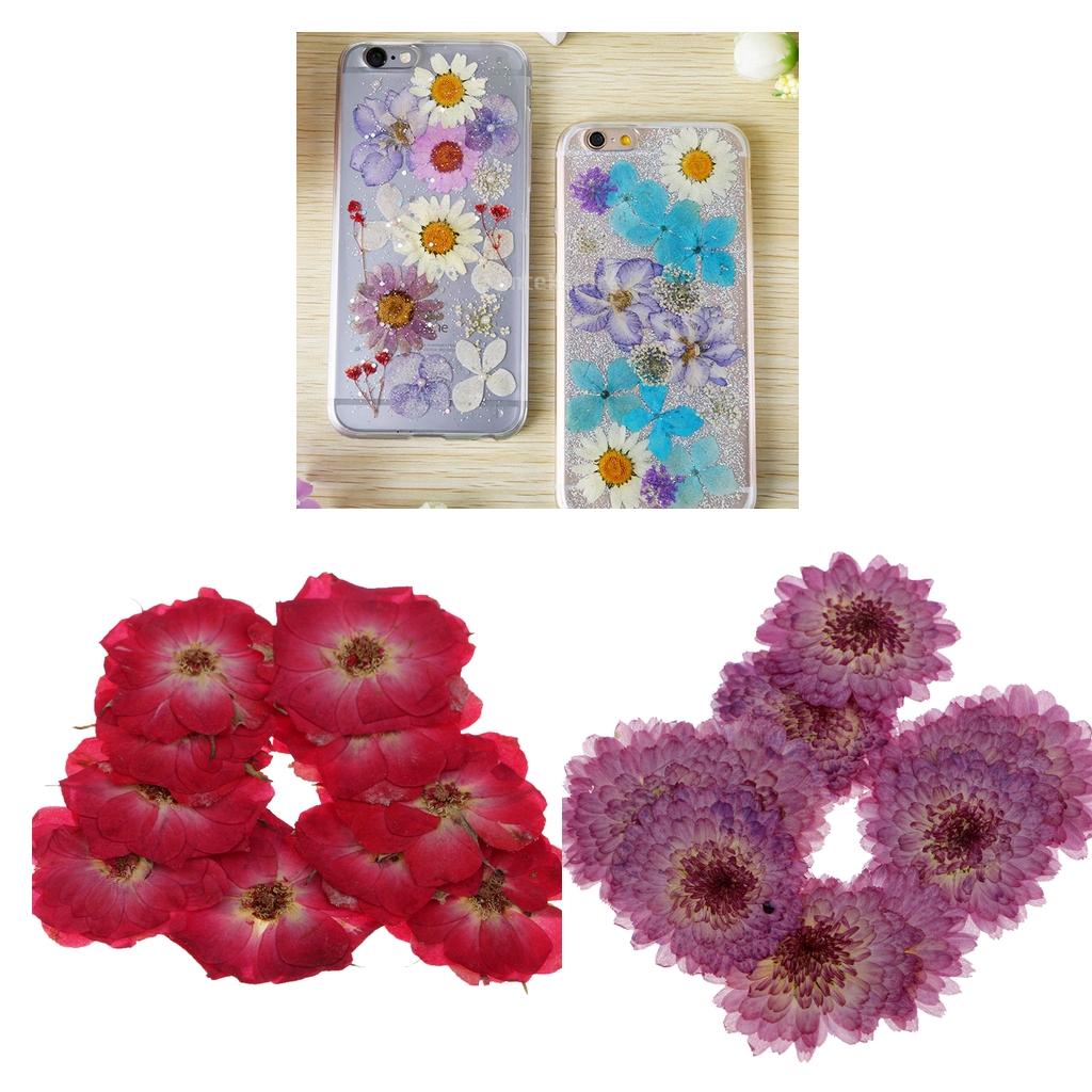 20 Pieces Pressed Dried Real Flower Purple Daisy & Red Rose for Card Making