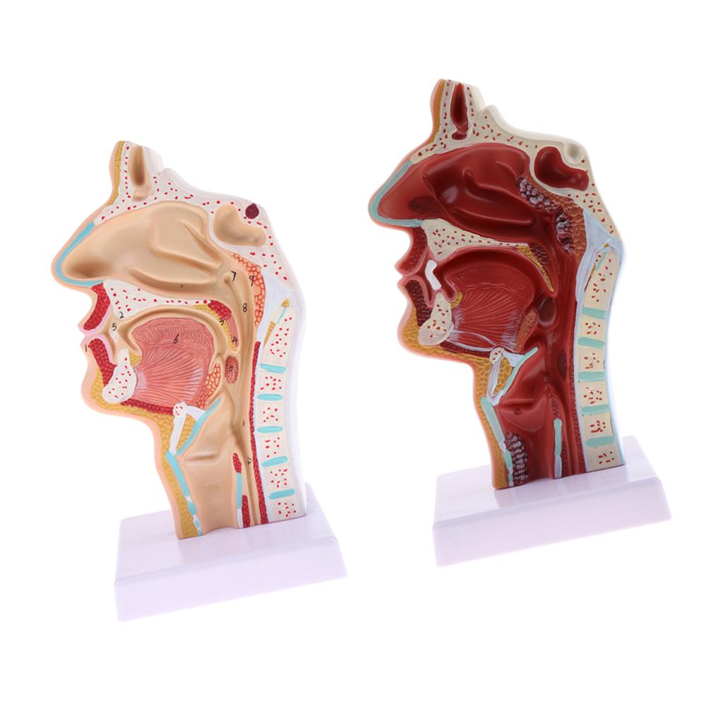2 Sets 1:1 Human Nasal Oral Cavity Throat Pathological & Normal Anaomy Model