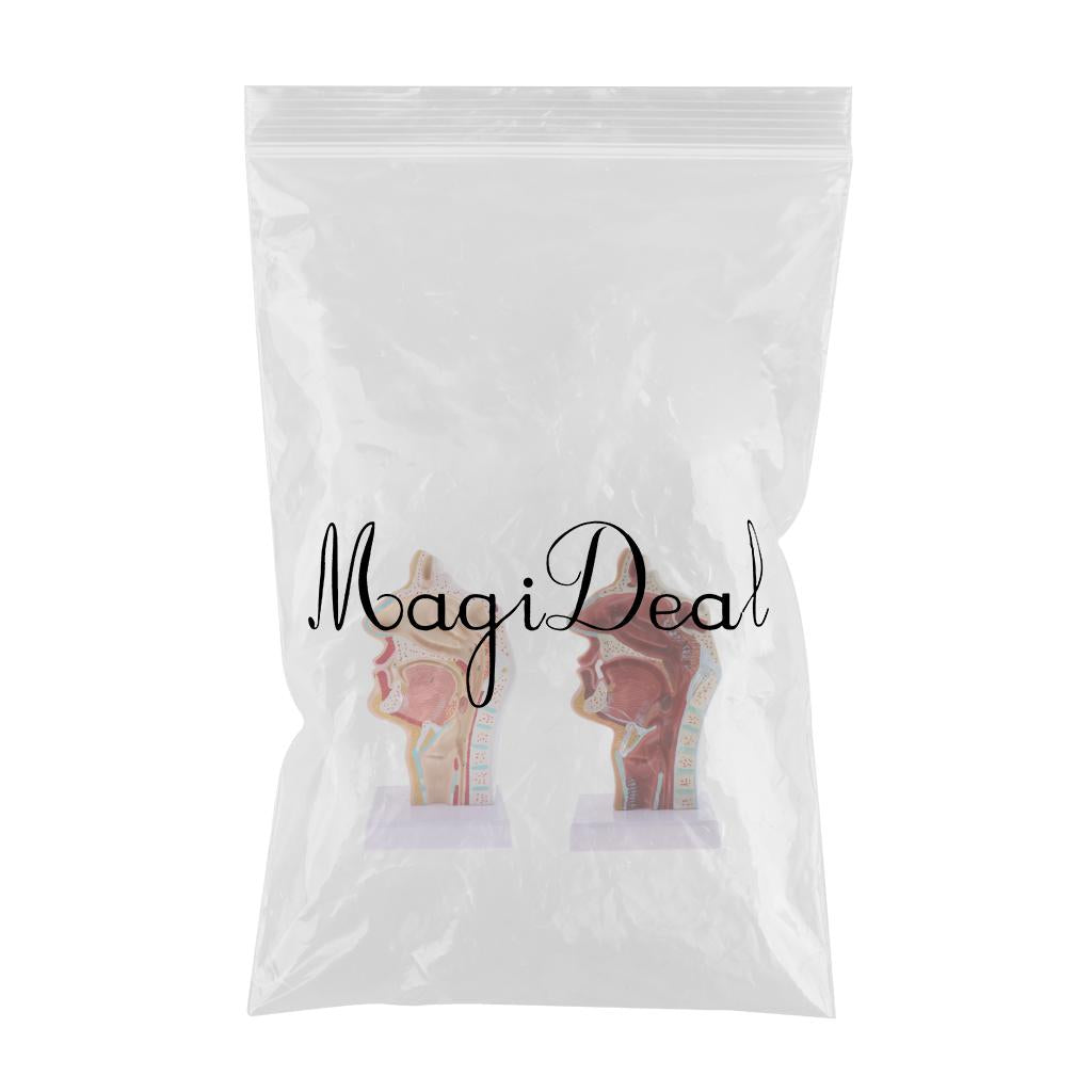 2 Sets 1:1 Human Nasal Oral Cavity Throat Pathological & Normal Anaomy Model