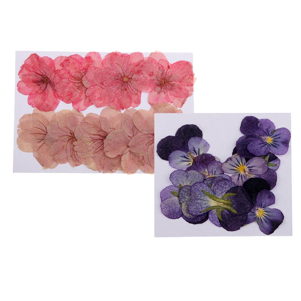 22 Pieces Natural Pressed Dried Sakura Flowers Cherry Blossom Violet Flowers