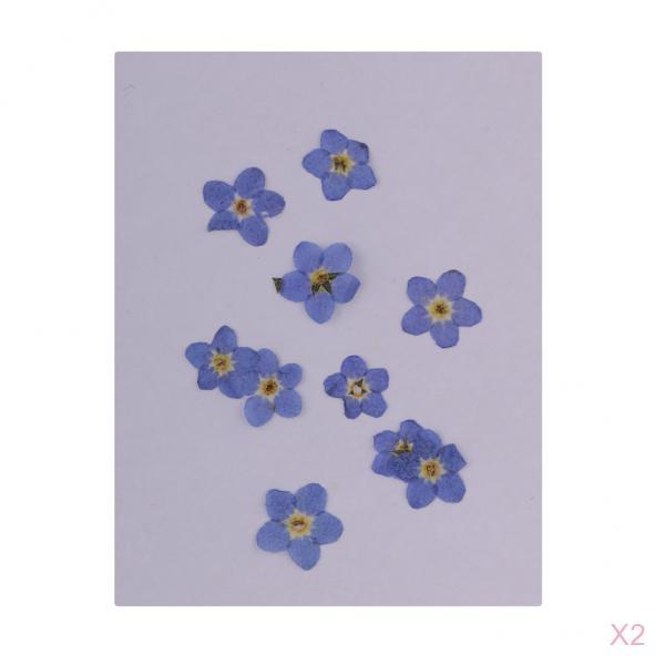 20 Pieces Natural Forget-me-not Flowers Pressed Dried Flowers for Art Craft