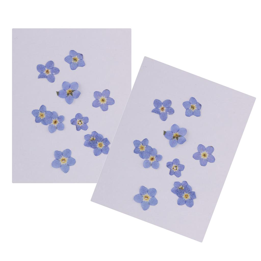 20 Pieces Natural Forget-me-not Flowers Pressed Dried Flowers for Art Craft