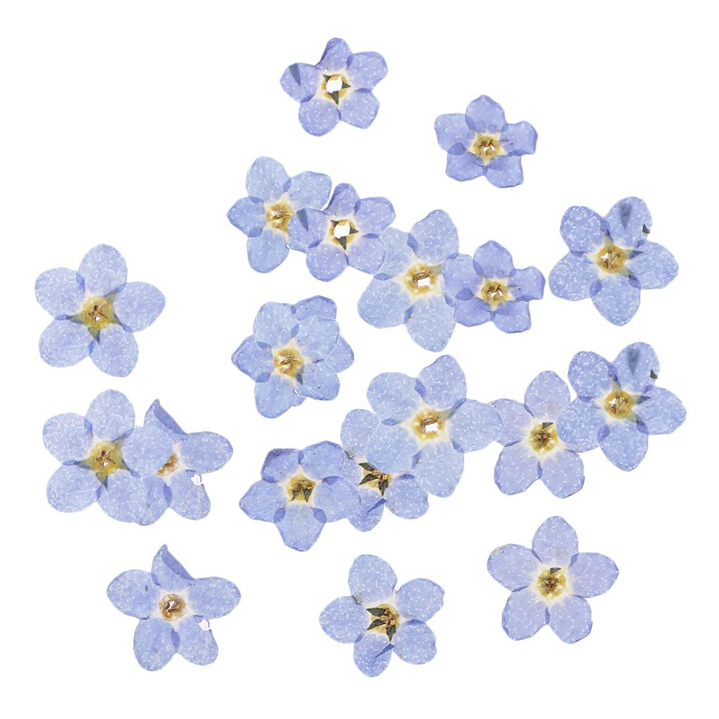 20 Pieces Natural Forget-me-not Flowers Pressed Dried Flowers for Art Craft
