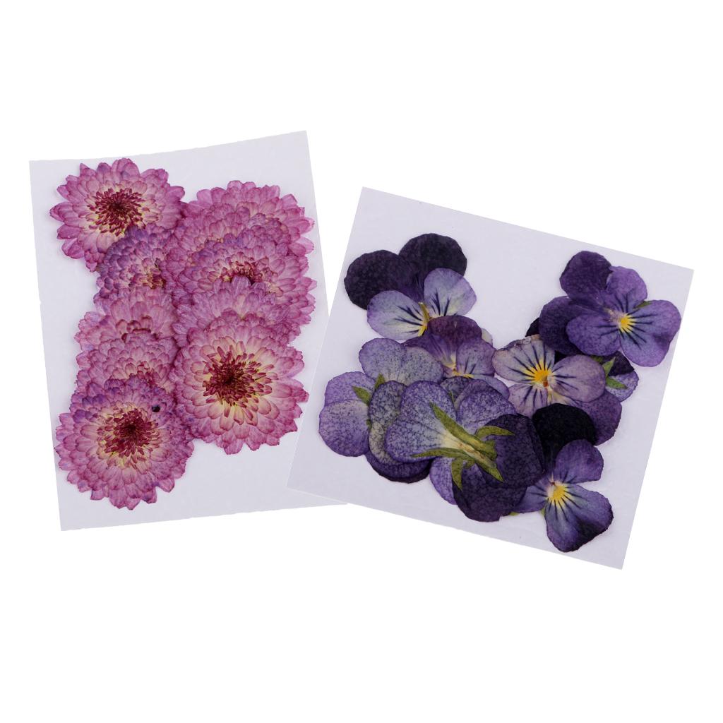 22 Pieces Dried Pressed Flowers Daisy Pansy for DIY Scrapbooking Art Craft