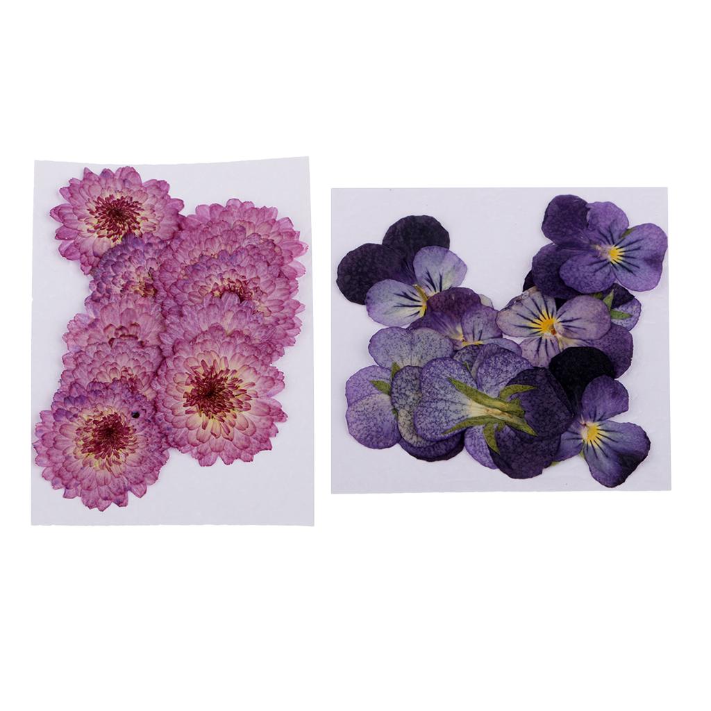 22 Pieces Dried Pressed Flowers Daisy Pansy for DIY Scrapbooking Art Craft