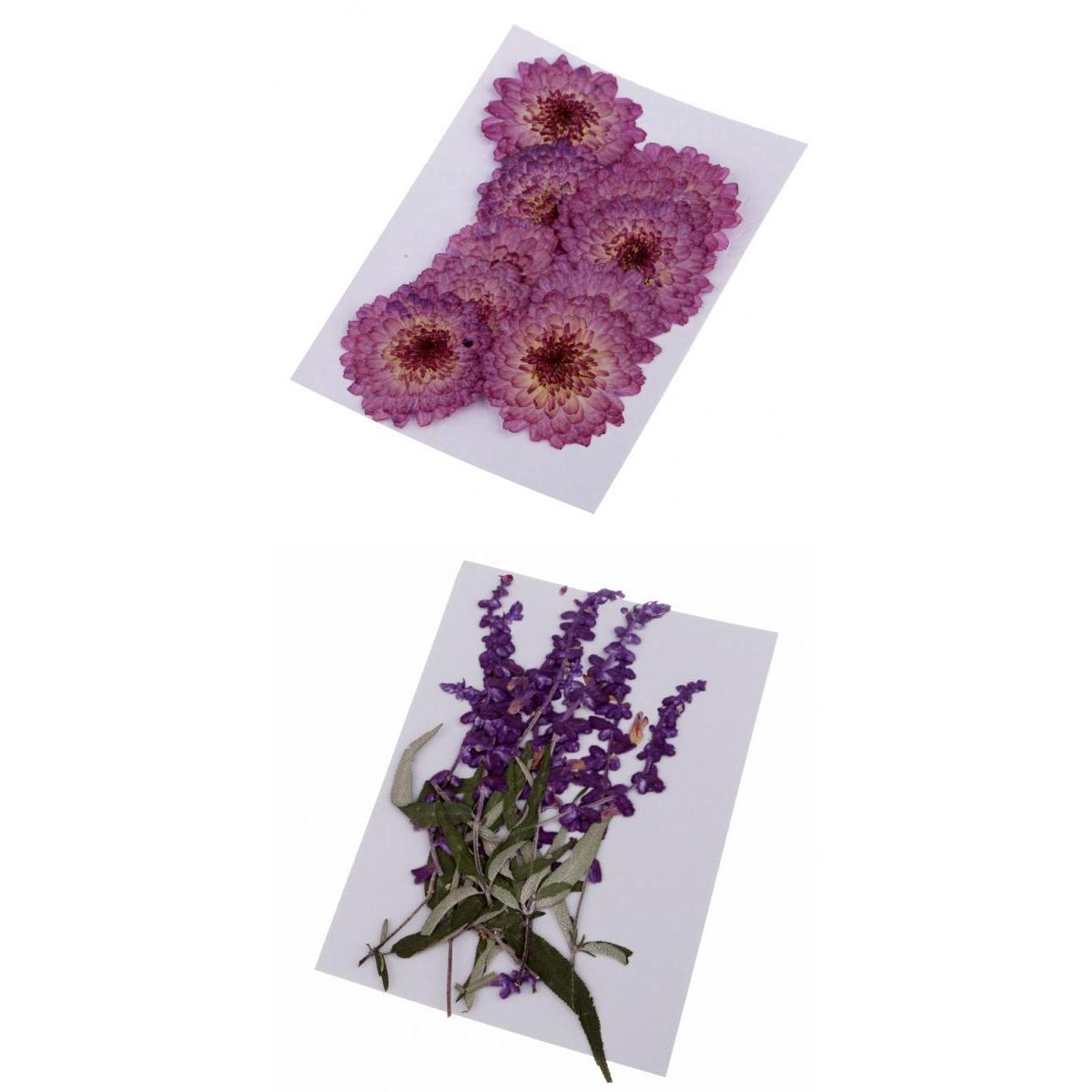20 Pcs Dried Pressed Flowers for DIY Scrapbooking Crafts Purple Flowers