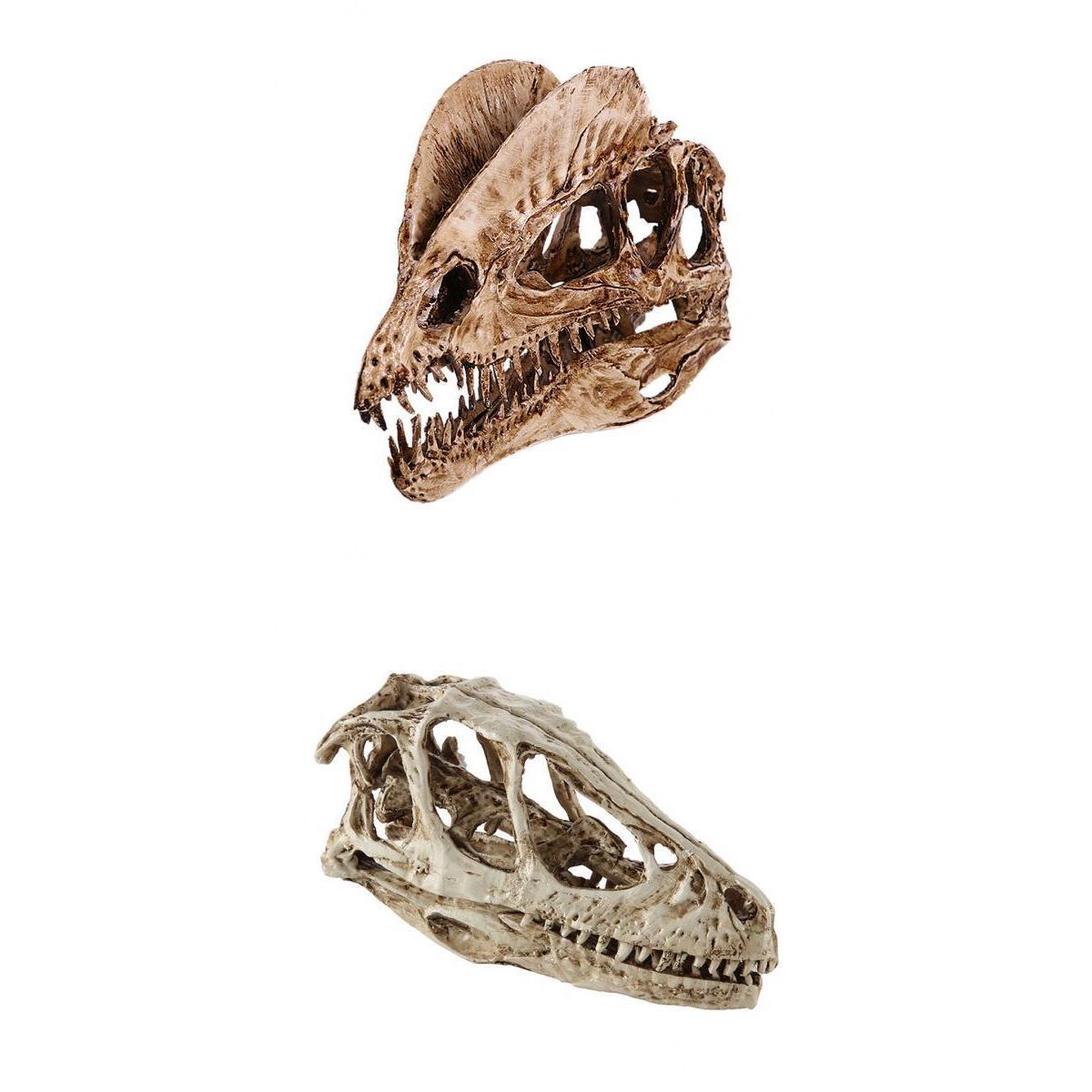 2pcs Resin Dinosaur Skull Model Dinosaur Resin Skull Model Collectibles