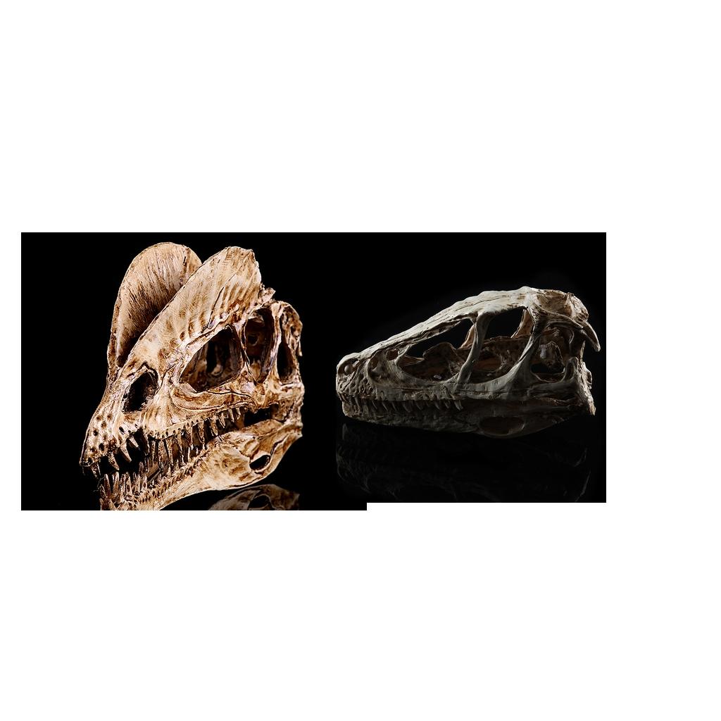 2pcs Resin Dinosaur Skull Model Dinosaur Resin Skull Model Collectibles