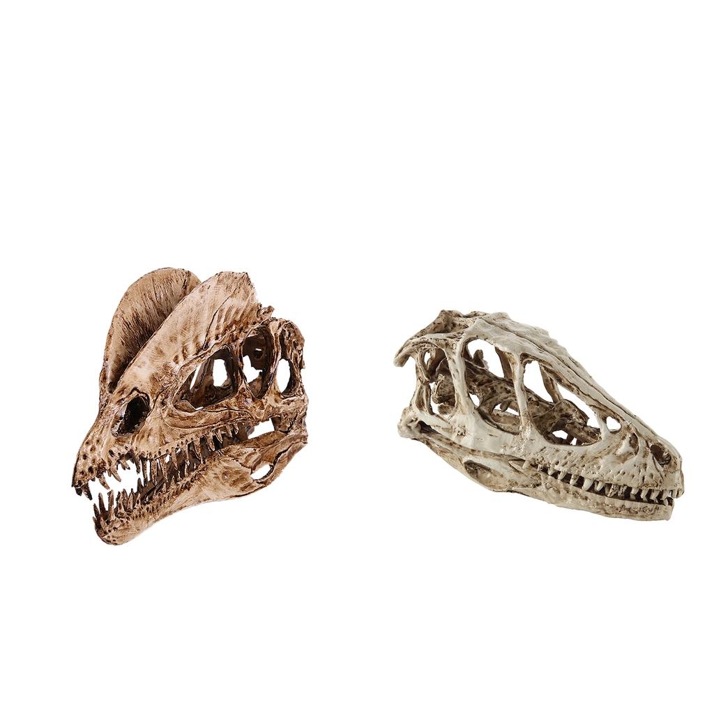 2pcs Resin Dinosaur Skull Model Dinosaur Resin Skull Model Collectibles