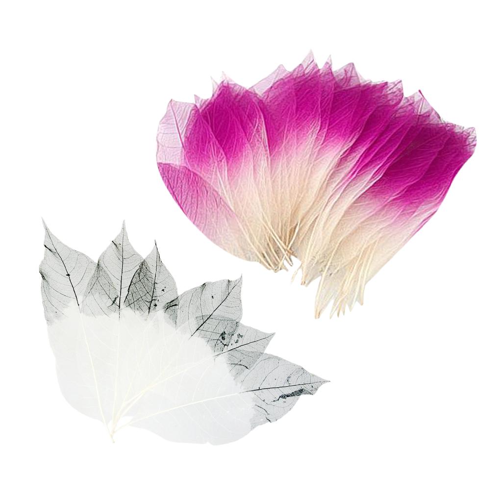 100 Pieces Natural Magnolia Skeleton Leaves Card Scrapbooking Embellishment