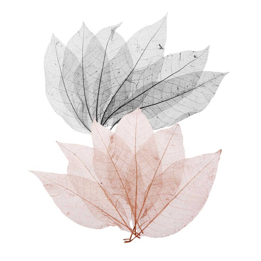 100 Pieces Natural Magnolia Skeleton Leaf Leaves Scrapbooking Black Coffee