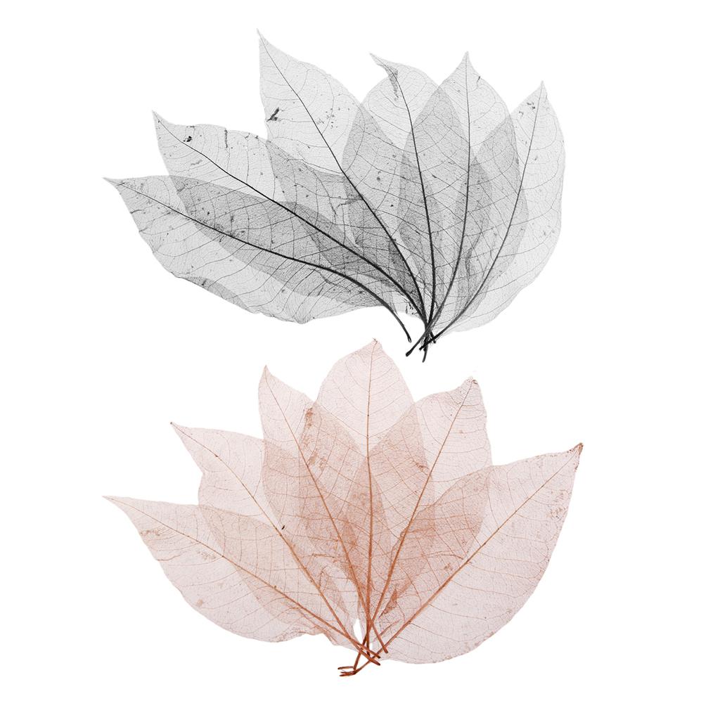 100 Pieces Natural Magnolia Skeleton Leaf Leaves Scrapbooking Black Coffee
