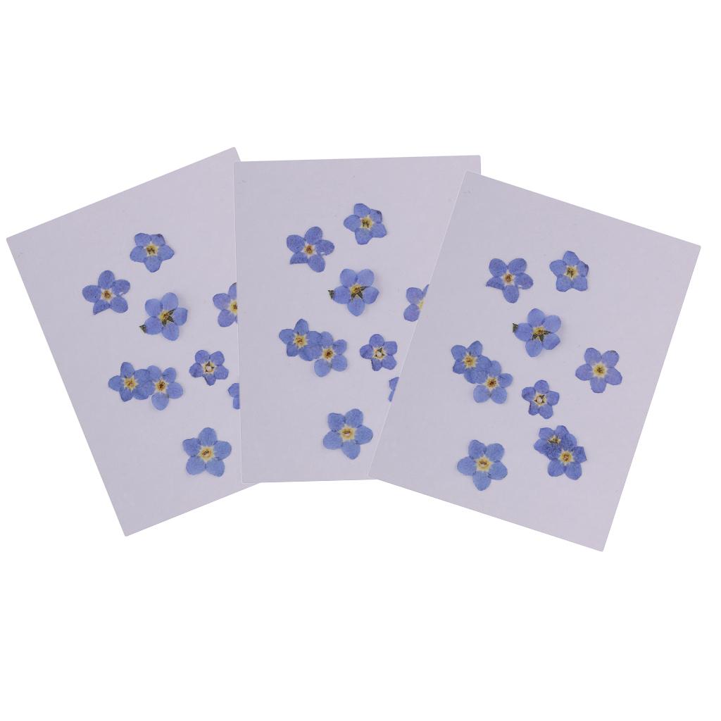 30 Pieces Natural Forget-me-not Flowers Pressed Dried Flowers for Art Craft