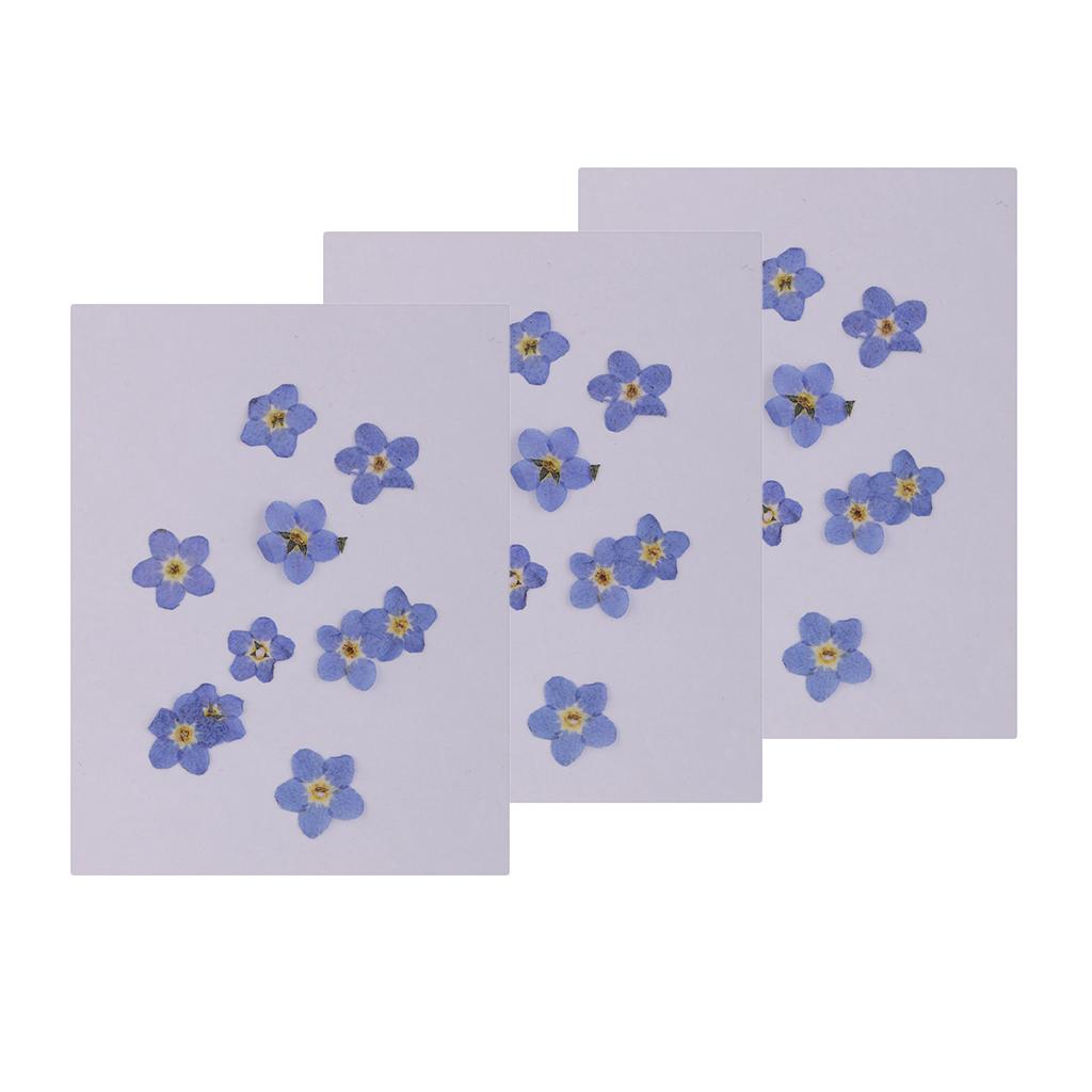 30 Pieces Natural Forget-me-not Flowers Pressed Dried Flowers for Art Craft