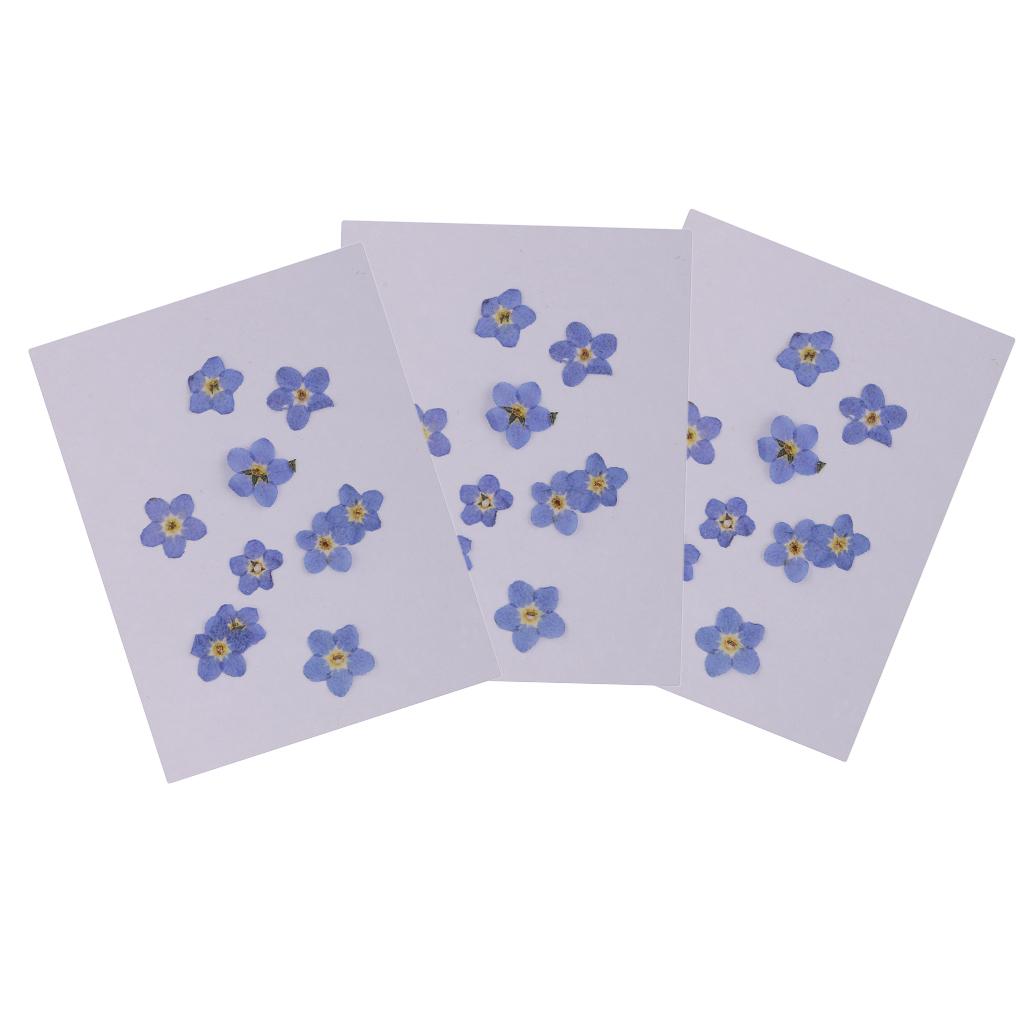 30 Pieces Natural Forget-me-not Flowers Pressed Dried Flowers for Art Craft