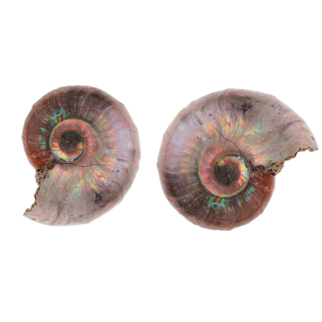 2pcs Natural Ammonite Shell Gemstone for Pendant Necklace Jewelry Making