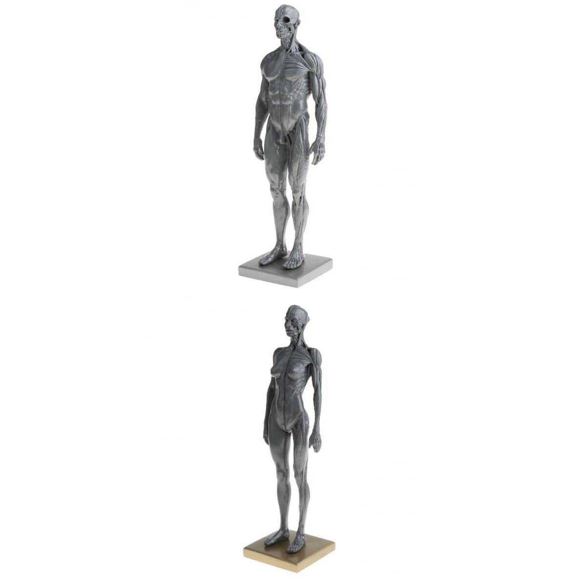 11'' Gray Female Male Anatomy Figure Model Anatomical Reference for Artists