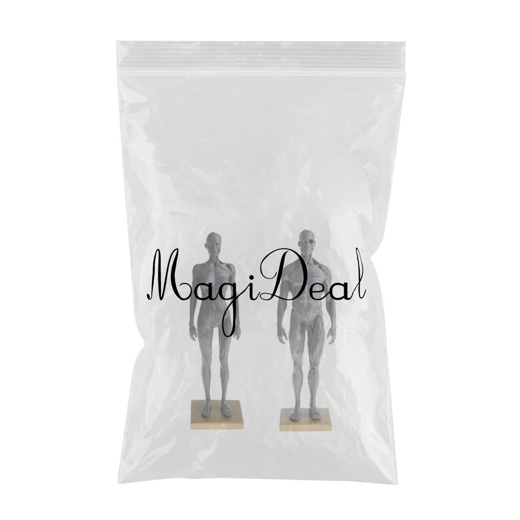 11'' Gray Female Male Anatomy Figure Model Anatomical Reference for Artists