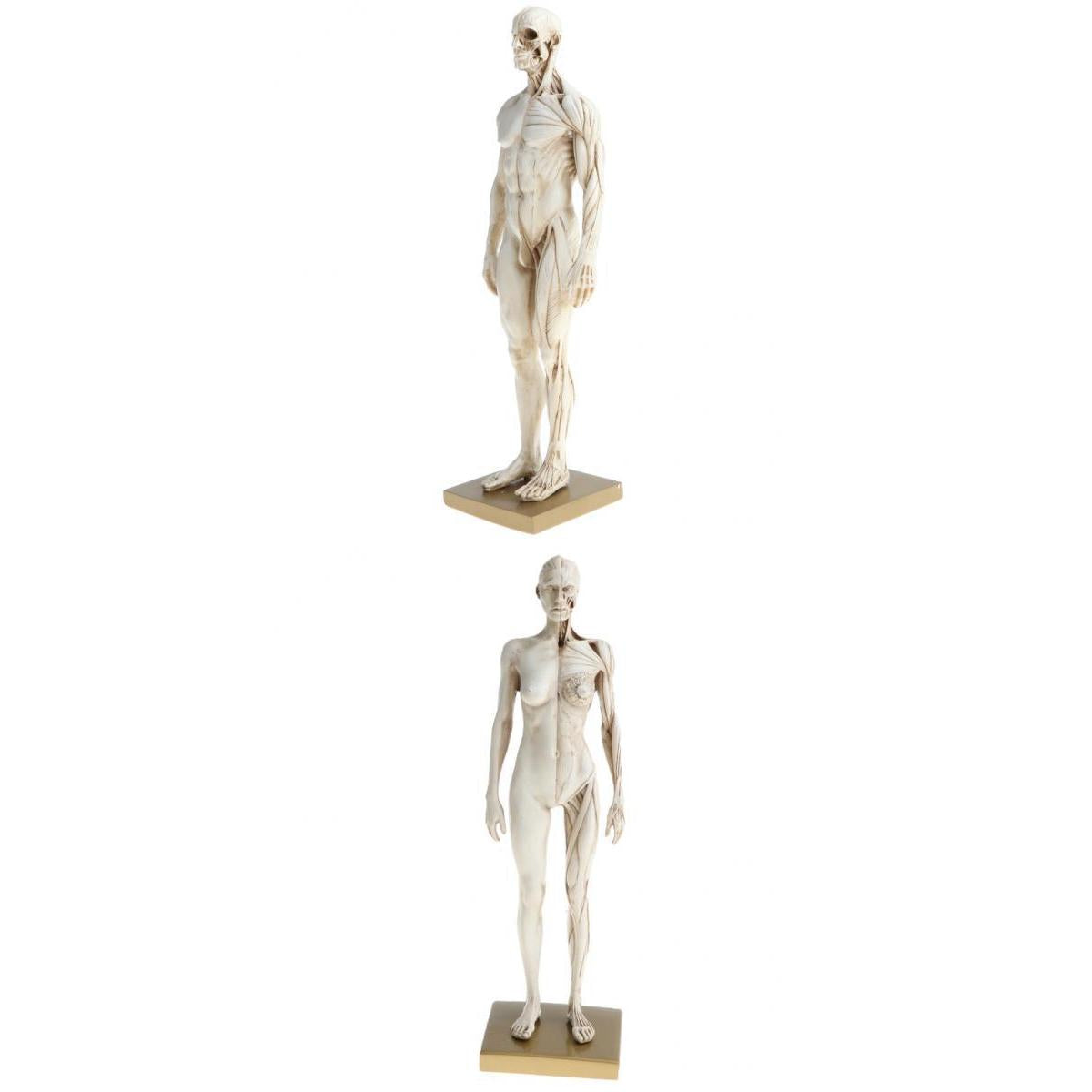 11'' White Female Male Anatomy Figure Model Anatomical Reference for Artists