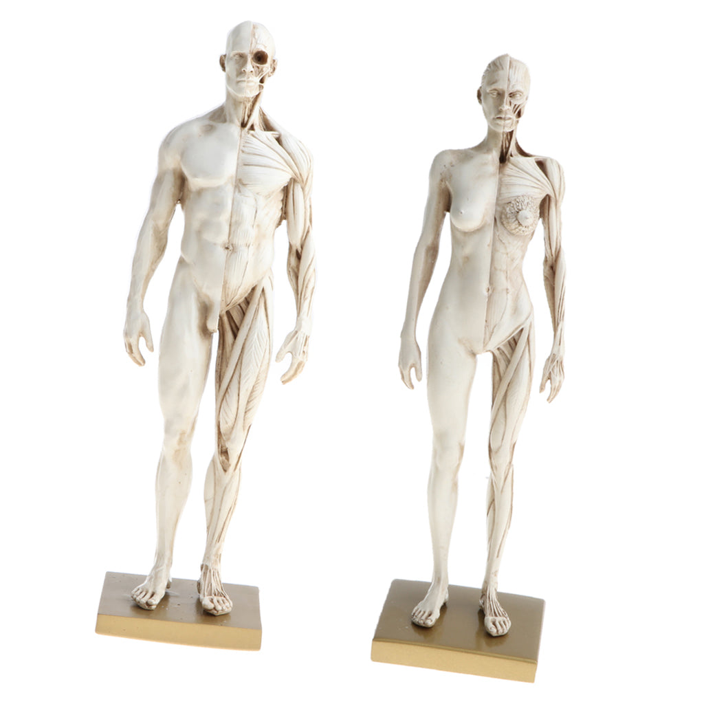 11'' White Female Male Anatomy Figure Model Anatomical Reference for Artists