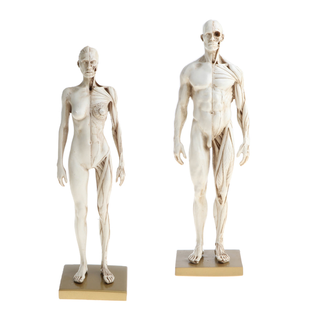 11'' White Female Male Anatomy Figure Model Anatomical Reference for Artists
