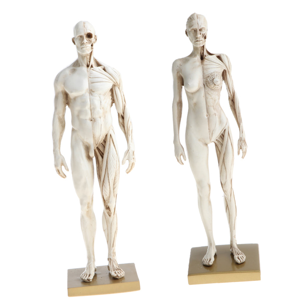 11'' White Female Male Anatomy Figure Model Anatomical Reference for Artists