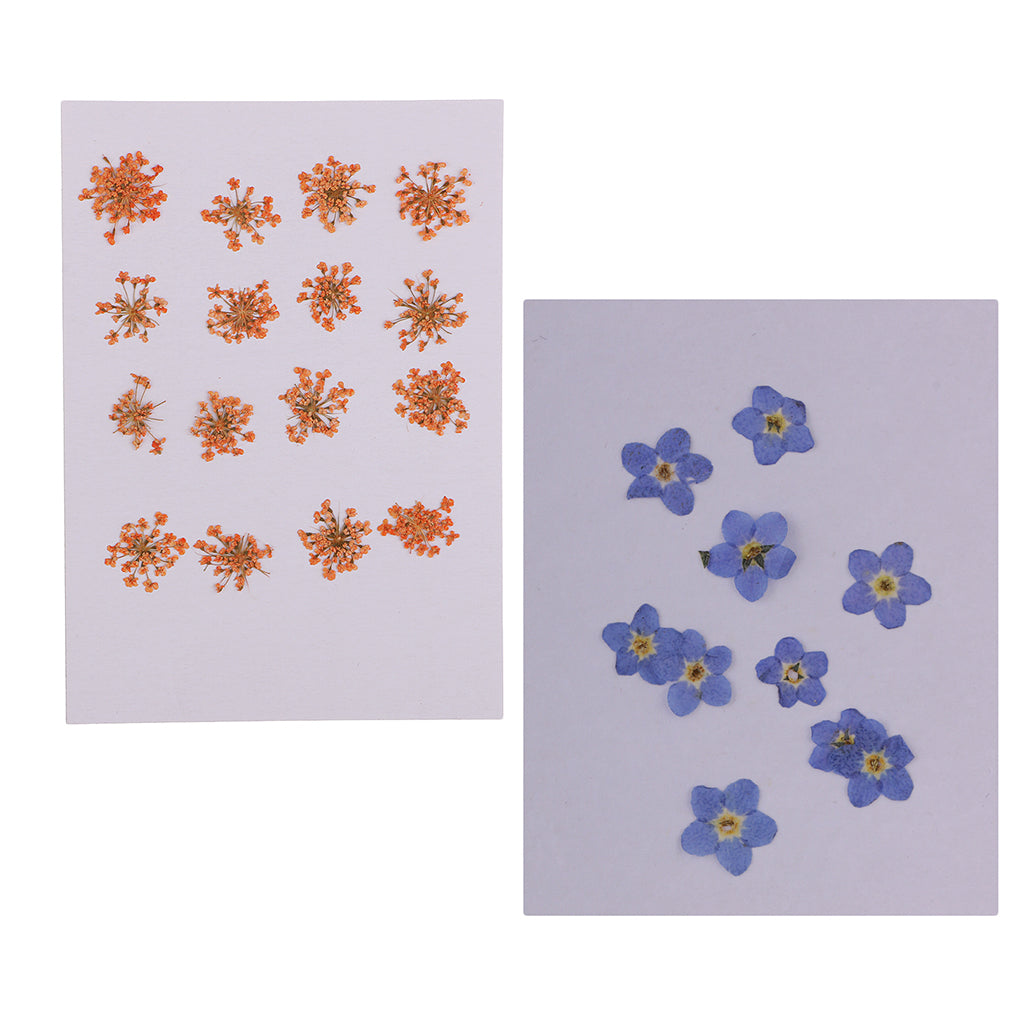 16x Dried Pressed Flowers Orange Color +10x Dried Flowers Purple for DIY