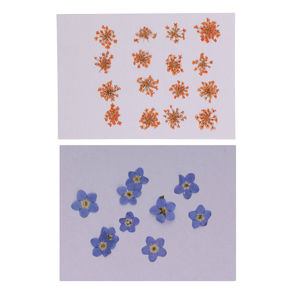 16x Dried Pressed Flowers Orange Color +10x Dried Flowers Purple for DIY