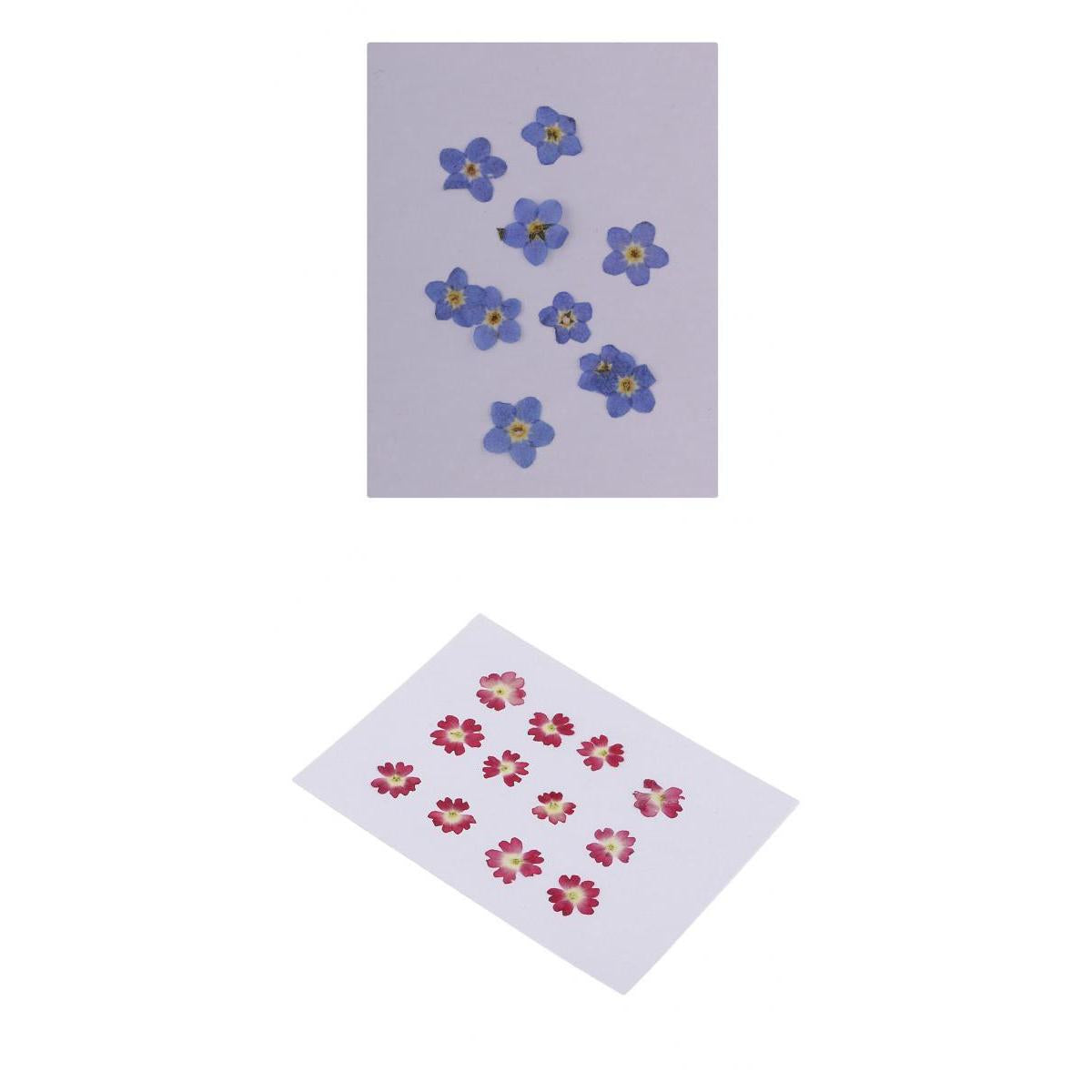 22 Pieces Forget-me-not Verbena Real Pressed Dried Flowers for Nail Art