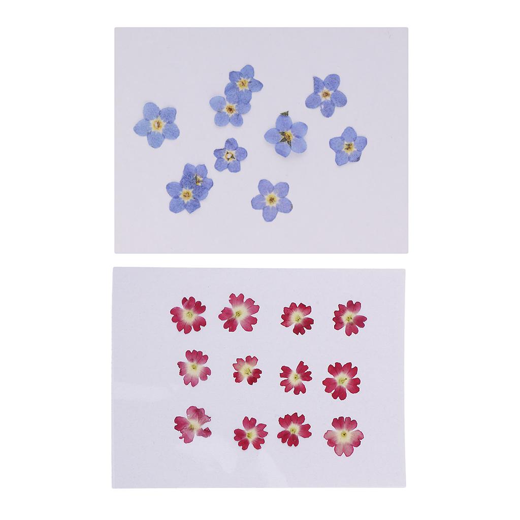 22 Pieces Forget-me-not Verbena Real Pressed Dried Flowers for Nail Art