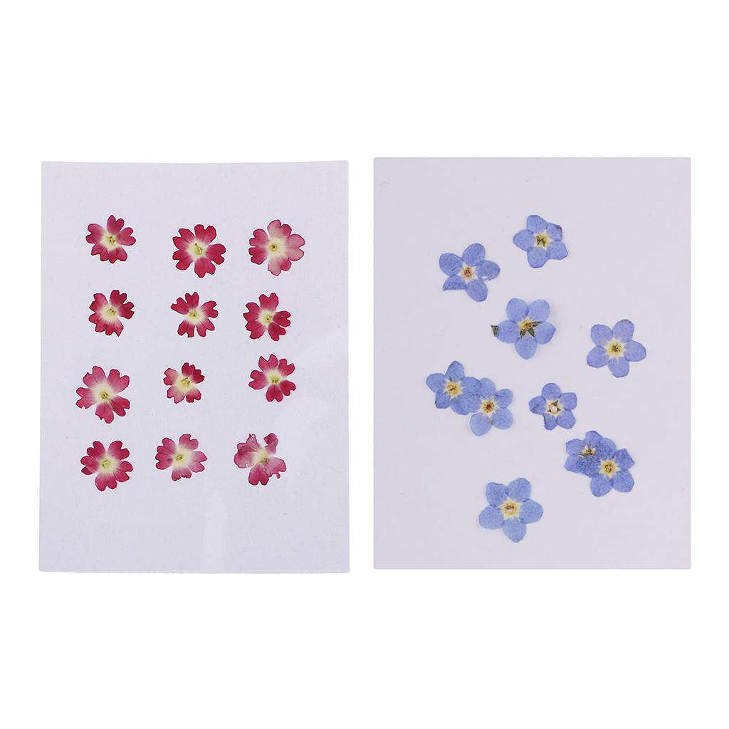 22 Pieces Forget-me-not Verbena Real Pressed Dried Flowers for Nail Art