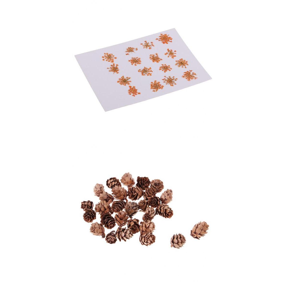 16 Pcs Dried Pressed Dried Flowers+30 Pcs Real Natural Small Pine Cones