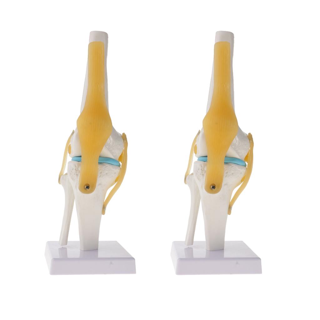 2 PCS 1:1 Lifesize Human Knee Joint Skeleton Model for Teaching Aid