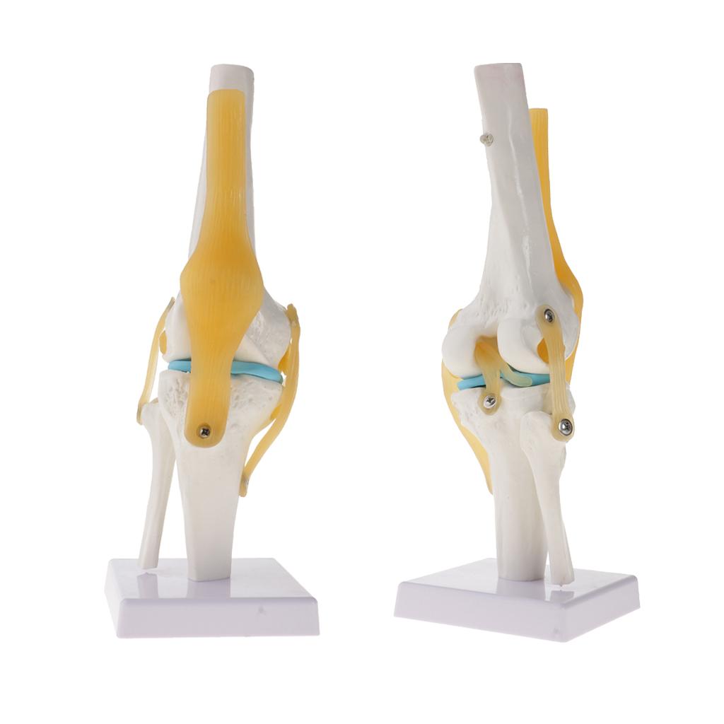 2 PCS 1:1 Lifesize Human Knee Joint Skeleton Model for Teaching Aid