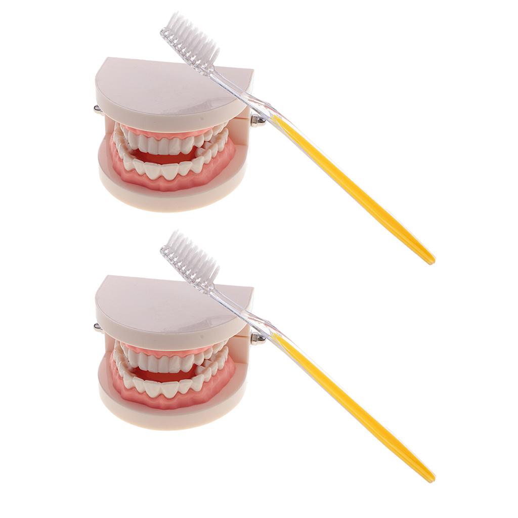 2 Sets 1:1 Human Mouth Dental Teeth Model with Toothbrush School Teaching