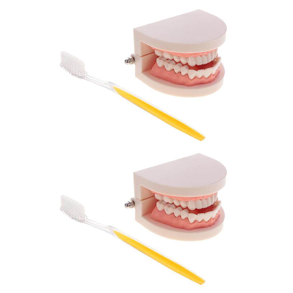 2 Sets 1:1 Human Mouth Dental Teeth Model with Toothbrush School Teaching
