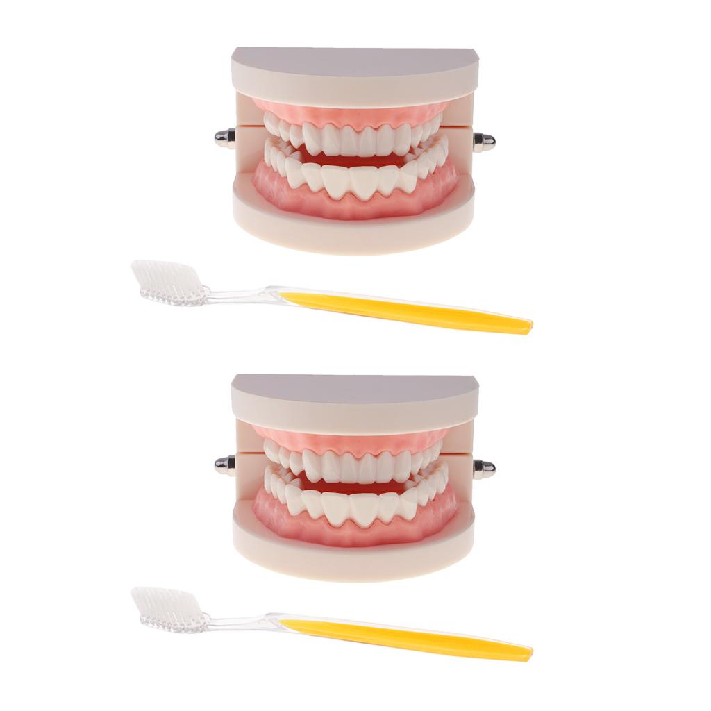 2 Sets 1:1 Human Mouth Dental Teeth Model with Toothbrush School Teaching