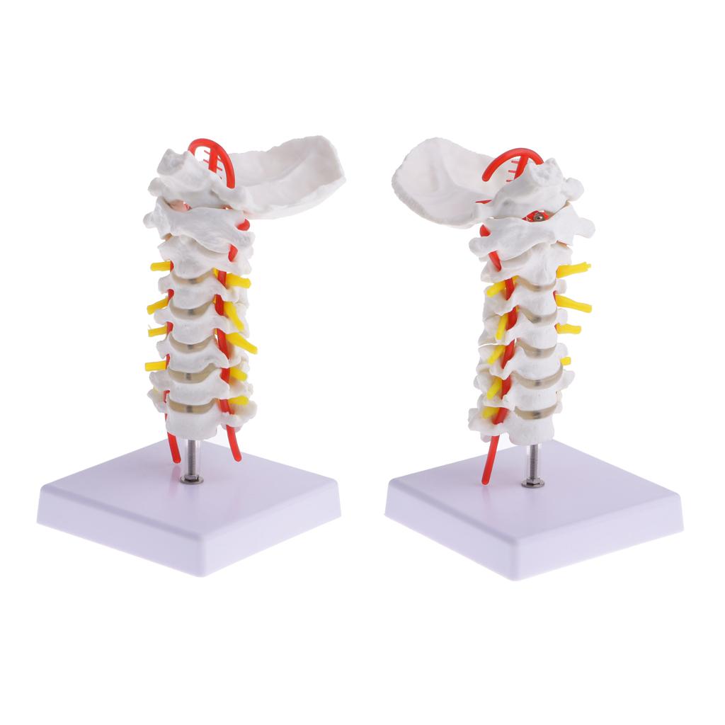 2 Sets 1:1 Human Cervical Vertebra Carotid Artery Flexible Model