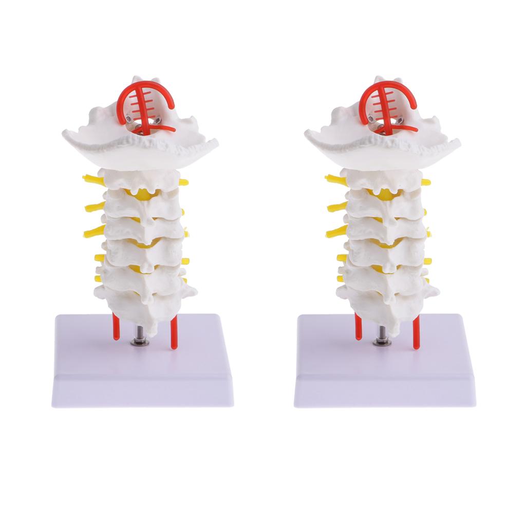 2 Sets 1:1 Human Cervical Vertebra Carotid Artery Flexible Model